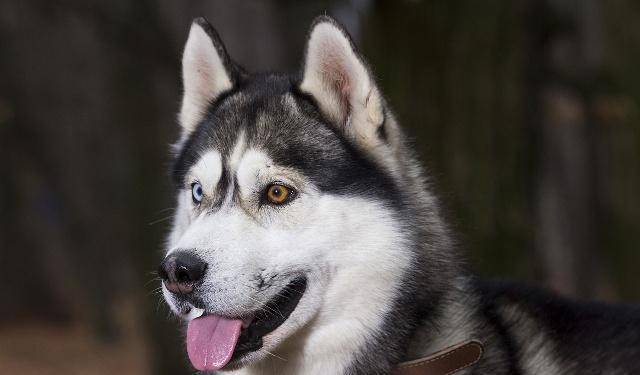 方法|狗狗出门在家耍赖皮，怎么也不回家，这时候该怎么办呢？