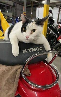 猫咪|流浪猫霸占坐骑，被疯狂调戏还不走，车主：能把猫咪带回家吗