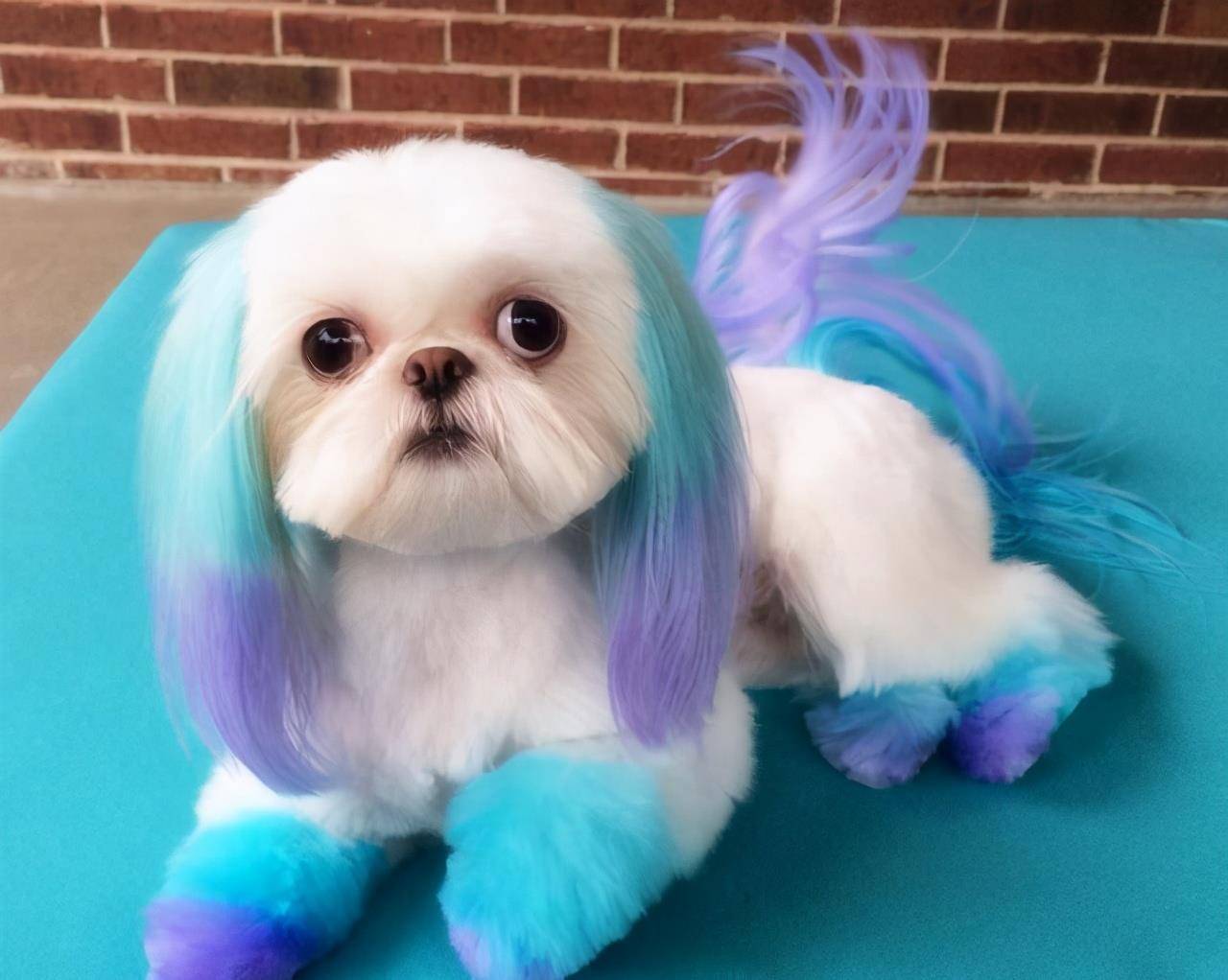 严重|兽医告诉你,什么样的养狗方式是在毁狗?