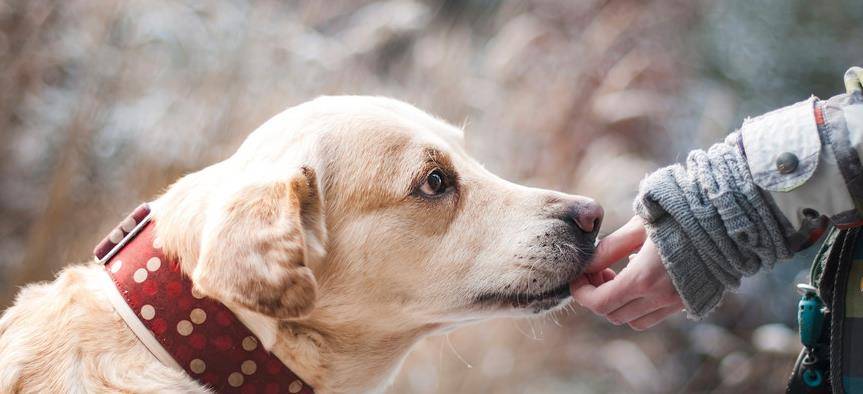 玩具|主人做完这几件事,狗狗“幸福指数”会蹭蹭蹭飙高
