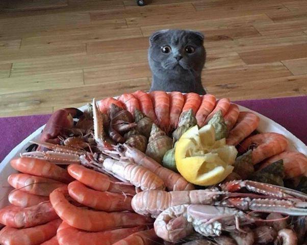 猫咪|以为自己是人类的猫，第六只这样的请给我来一打！