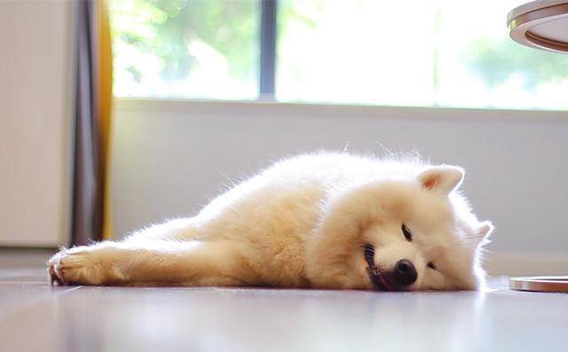 狗狗怎么洗澡白 099fcef85fd24bdb80207544d86c1414.jpeg