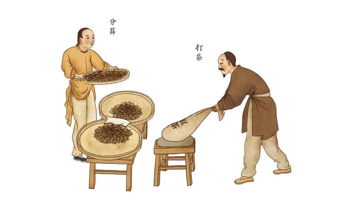 制茶过程插画图片