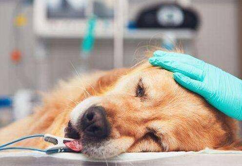 如何给狗狗做一顿饭 1e81f074f8fa4a7d86e9cb8ce45944f4.jpeg