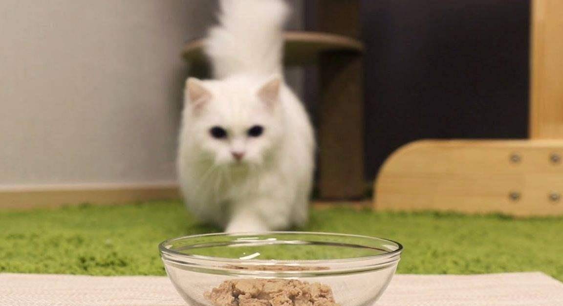 因为|养猫的人最容易犯错的6个地方,你中了几个呢?