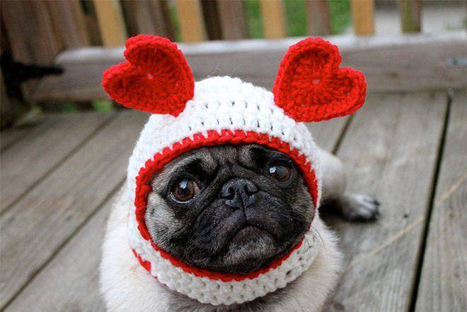 表情苦逼的巴哥犬戴上了花哨的毛线帽子之后