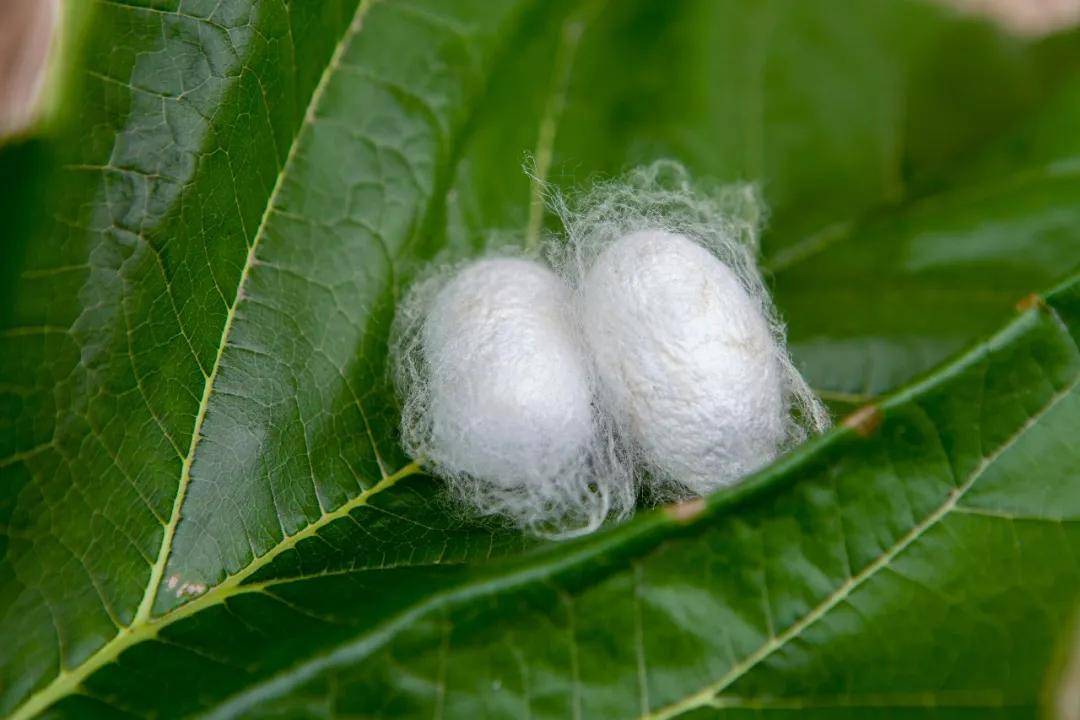 一根蚕丝能承受多大的拉力