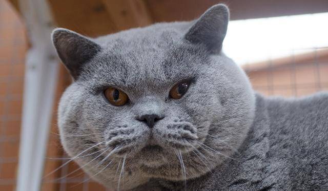 蓝猫的优缺点英短 55bde82c89c74b2889fd2e1e7a45b5fc.jpeg