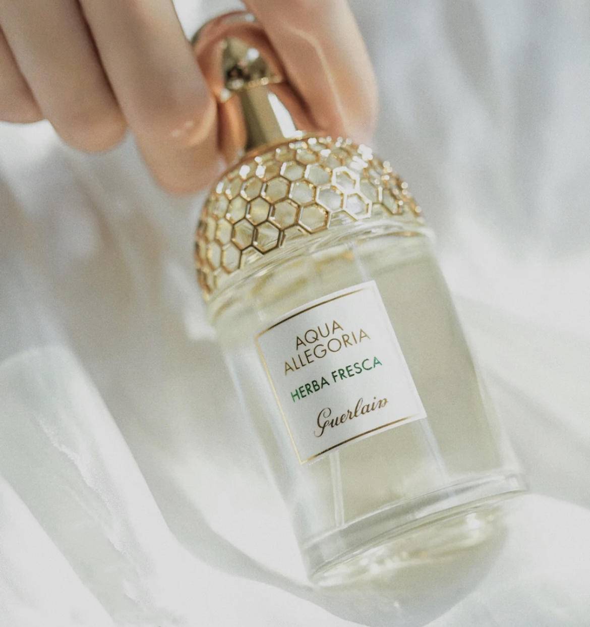 山茶花|温度-10度！超级清凉，简直就是炎热夏日必备！