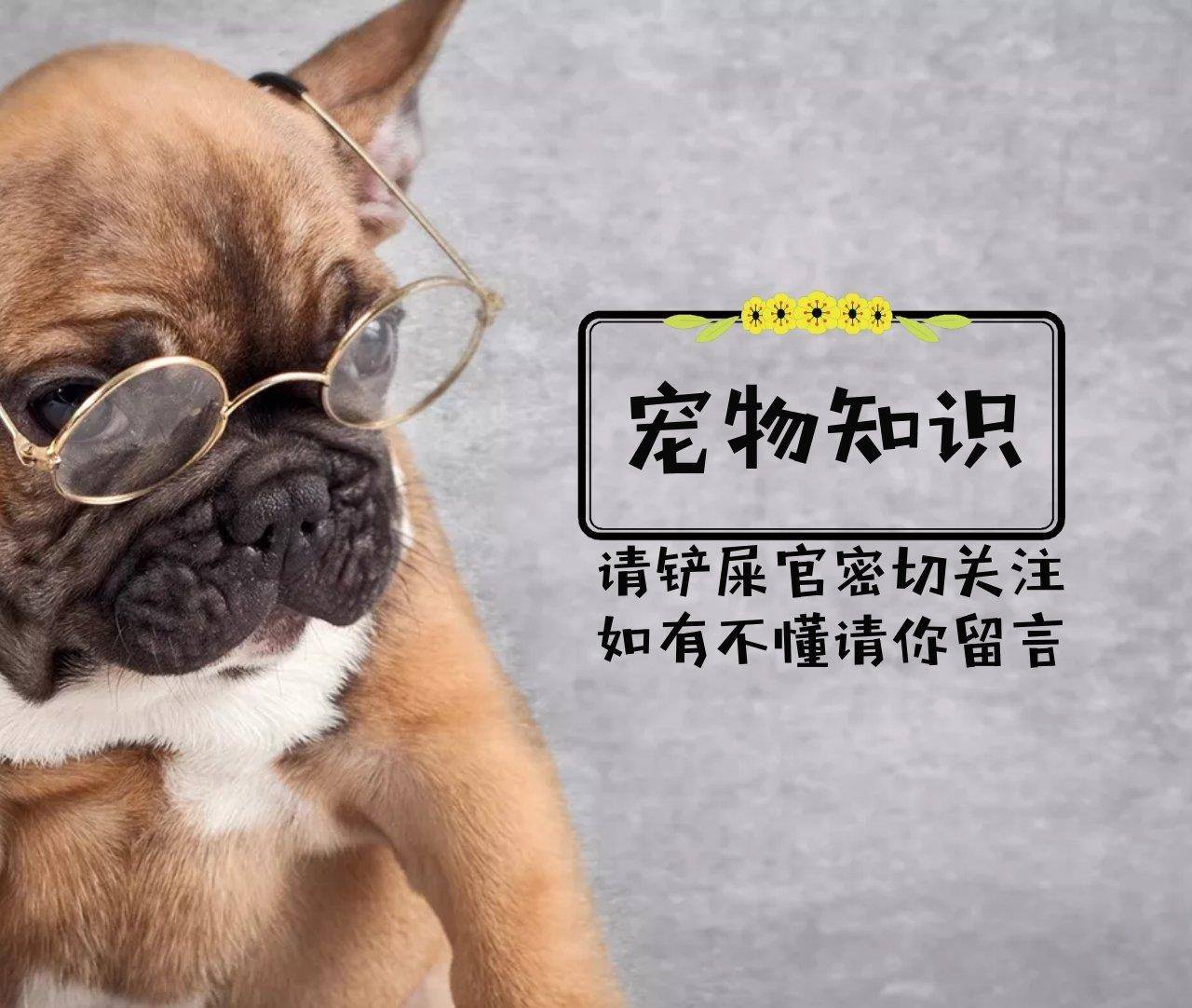 缺点|饲养数量最多的4种狗，金毛成了第一，最后一种快被淘汰了