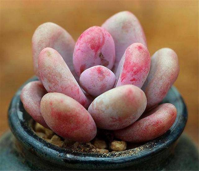 想把多肉桃美人养得粉嘟嘟胖乎乎3个技巧要掌握1分钟学会