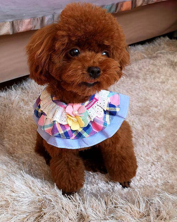 灰色泰迪四个月以后长得快吗 9961fae401c14e83a48523dd72ac256f.jpeg