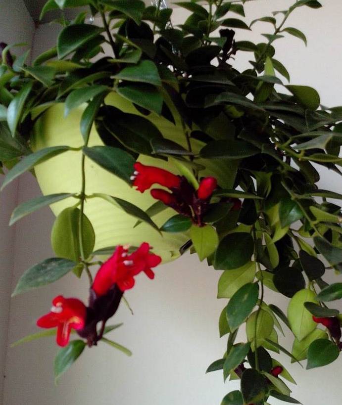 别养绿萝吊兰了 这些室内植物更值得拥有 养护容易 花叶俱美 盆栽