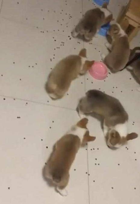 网友|柯基吃饭堪称灾难大片，网友看了之后忍不住笑喷：这才叫扫地基！