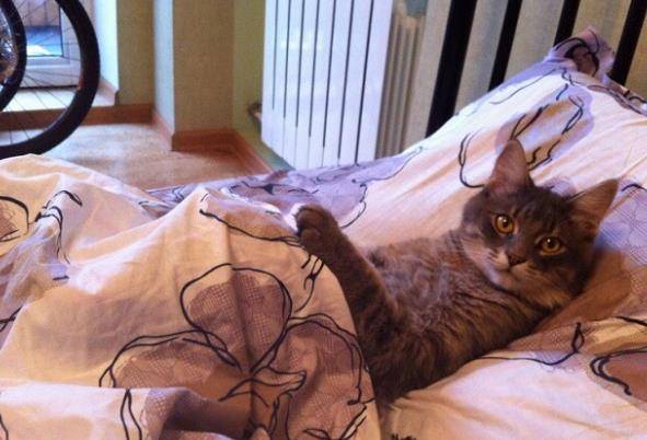 猫咪|以为自己是人类的猫，第六只这样的请给我来一打！