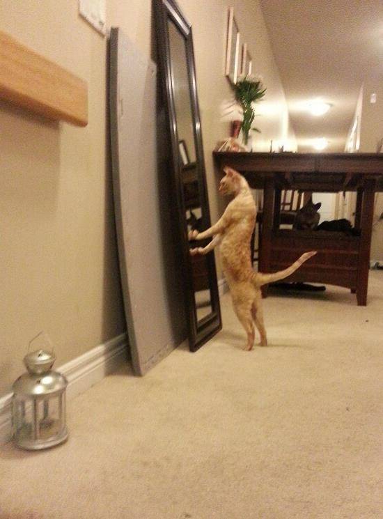 猫咪|以为自己是人类的猫，第六只这样的请给我来一打！