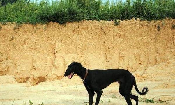 猎狗排行_世界猎犬十大排名,十大猎犬排行