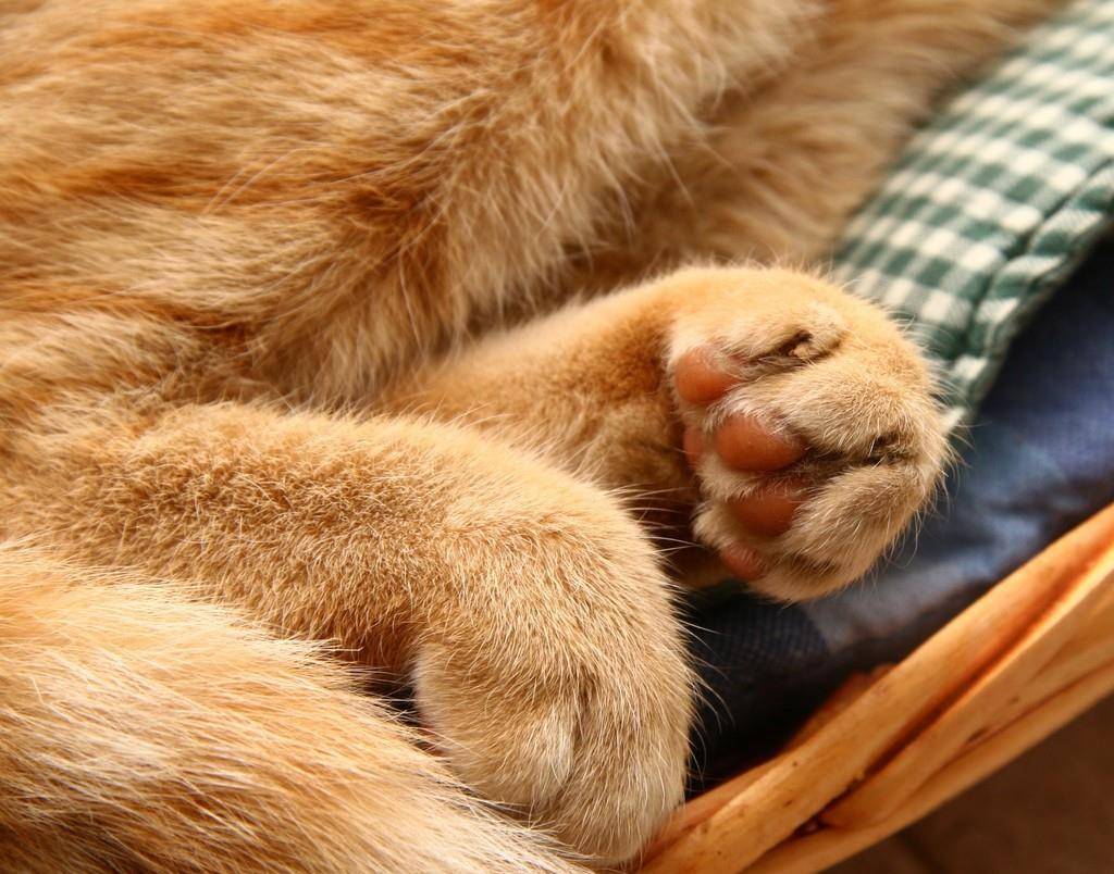 〔熊掌有什么用〕人渣熊掌有什么用-百宏养生网