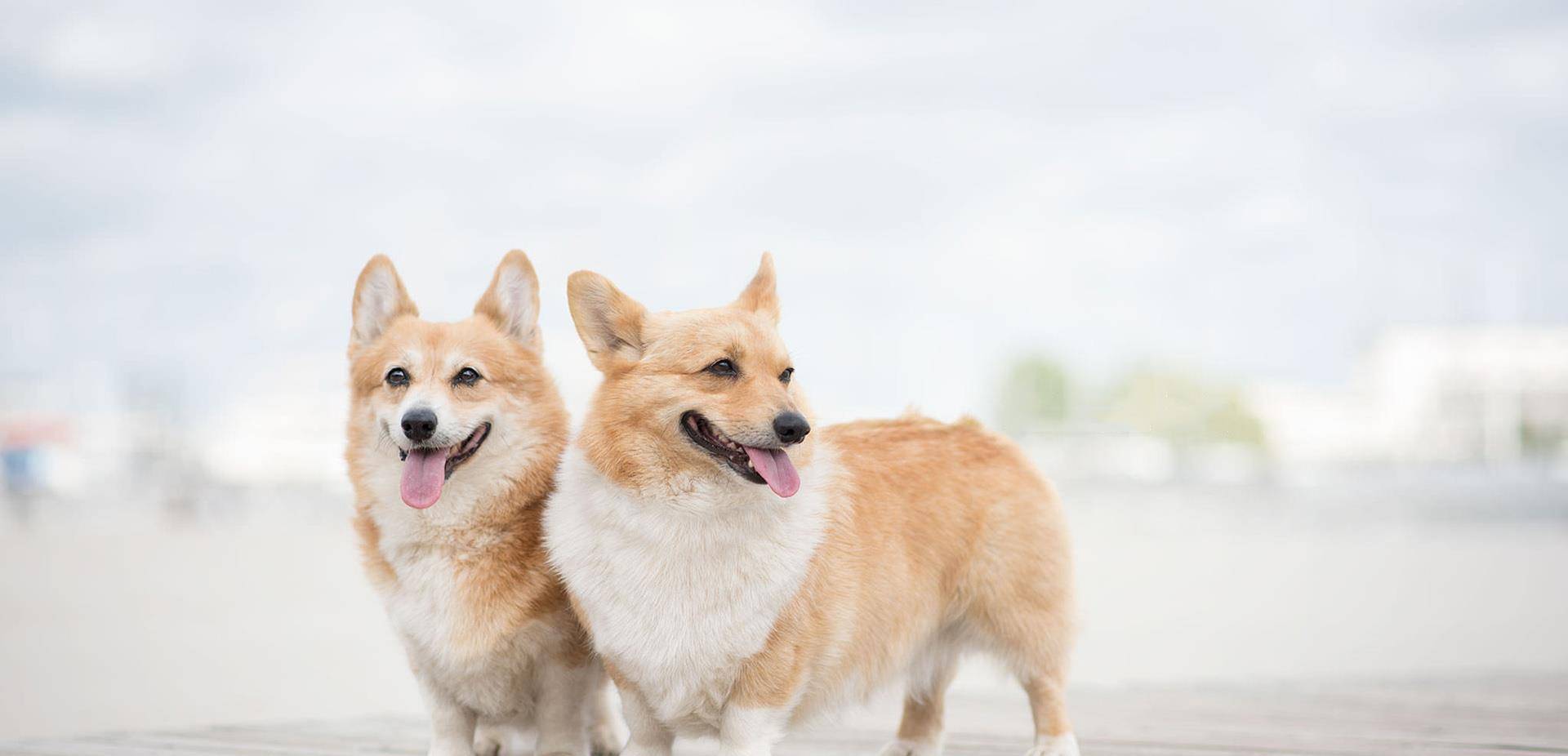 观点评论|短腿柯基和金毛、哈士奇生的宝宝，跟闹着玩儿似的