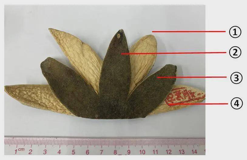 橘红与化橘红一字之差 实则功效差异甚大 该如何分辨 化州