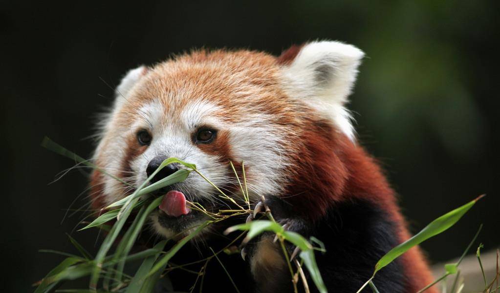 国内怎么养小熊猫 96def4a300af482caa39d1b3381cce4d.jpeg