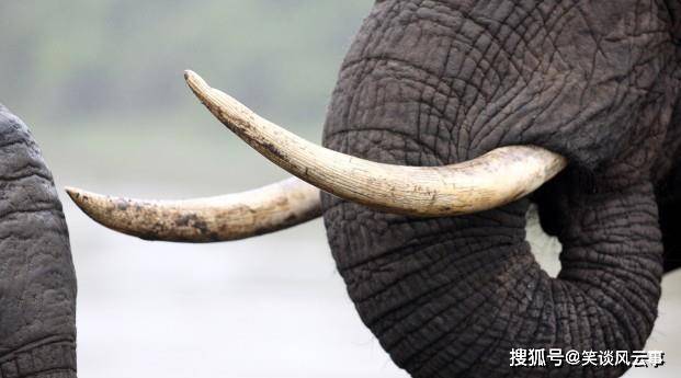 一颗牙,毁了一个种群,象牙到底有什么用?_大象
