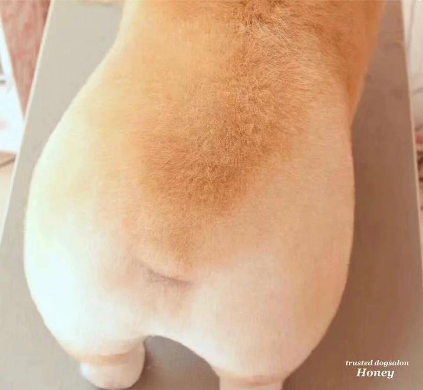 面包|今日一宠｜这个柯基太像面包啦