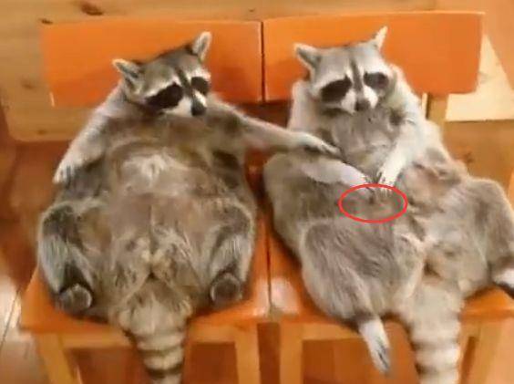 小浣熊|两只小浣熊躺着吃零食，用肚子当桌子，网友：我周末的样子……