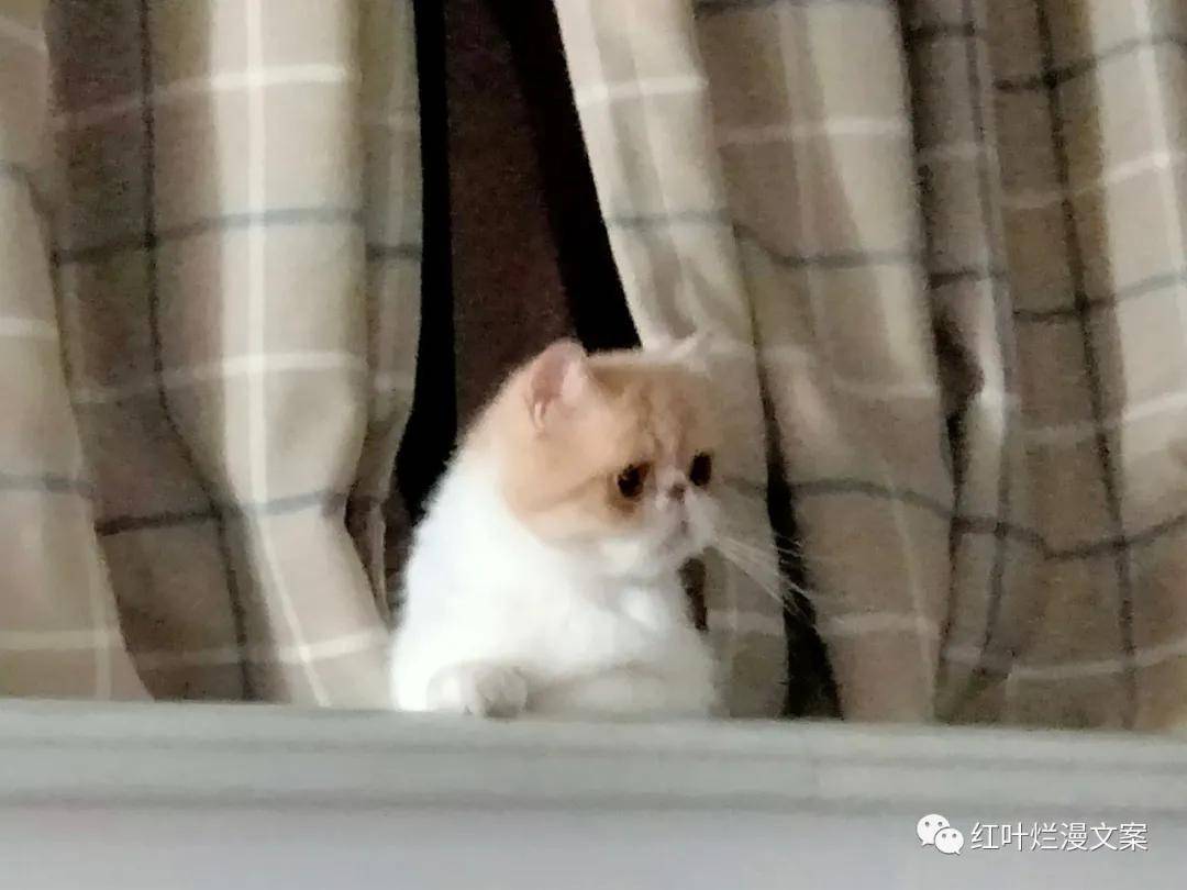 眼泪|起床第一件事——洗眼睛