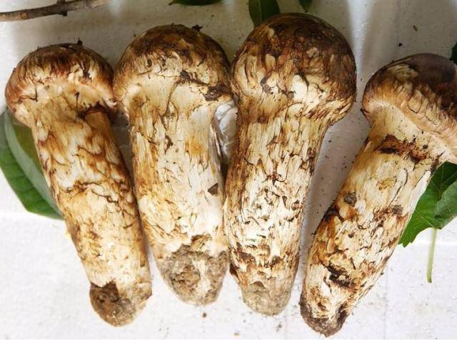 一种“野生植物”,山中稀少,价值珍贵,比灵芝还值钱_孢子