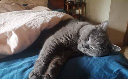 怎么给猫猫做床 fd1a5d641bce4b4eb7c026872ef5724c.jpeg