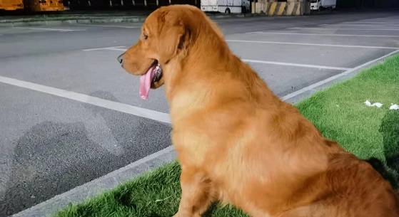 费用|金毛狗狗喜欢随地大小便，广州正规训犬学校提供狗狗训练费用方案！