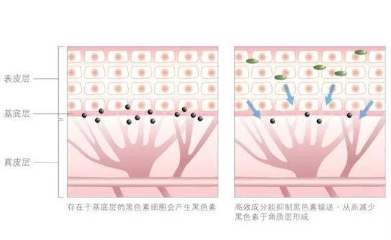 方法|想要健康白皙的皮肤，这 6 种科学美白的方法必不可少-MoodRose干货