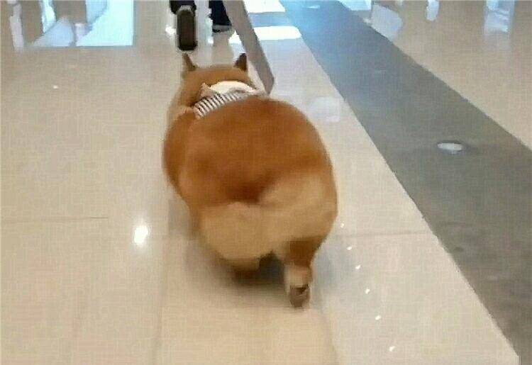 观点评论|睡着的柯基犬遭剪毛 醒来后发现异常 愤怒不已狂咬人