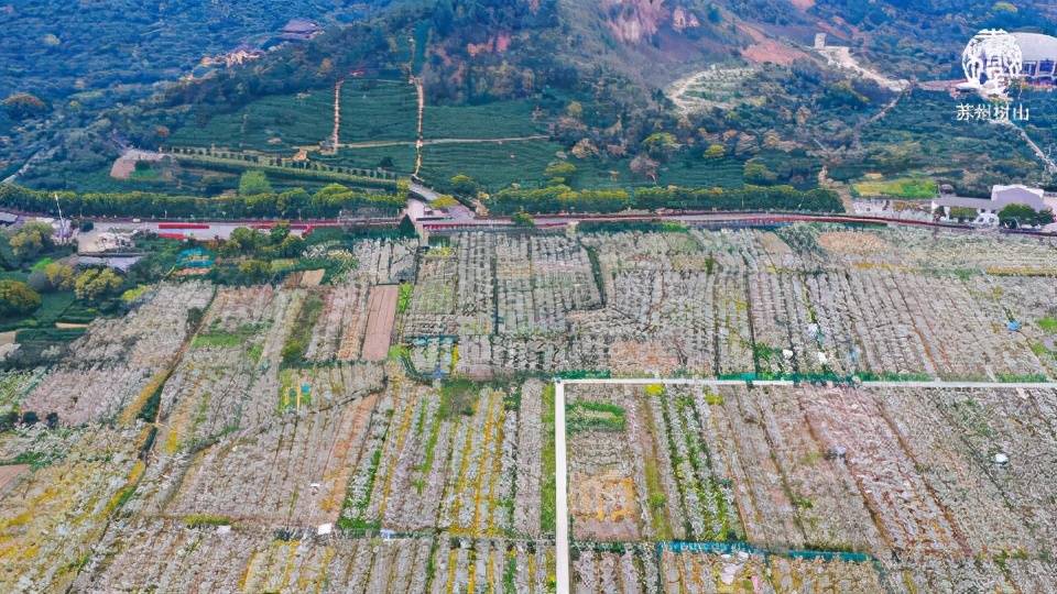 树山翠冠梨成熟在即