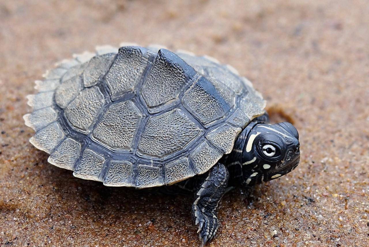 乌龟怎么喂才能长大 3173b68e09914bf79edd5e3329606870.jpeg