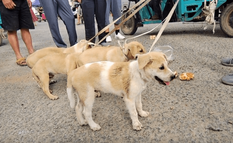 养土狗卖狗肉赚钱吗 养土狗卖狗肉赚钱吗知乎
