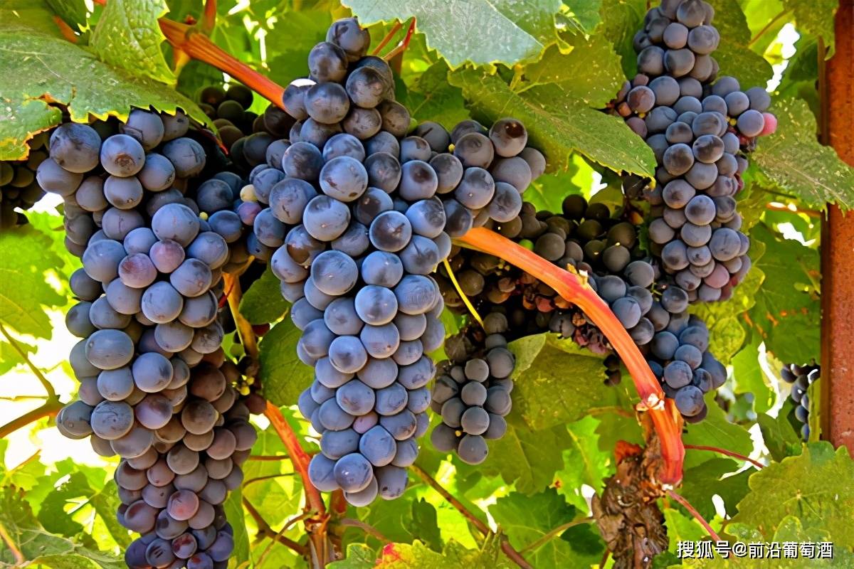 葡萄|丹娜葡萄酒,科普最常见的100种葡萄酒佳酿之一的丹娜葡萄酒!