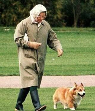 尖儿|英国女王和短腿柯基那些事:开除给狗吃罐头的厨师,亲王吃它的醋