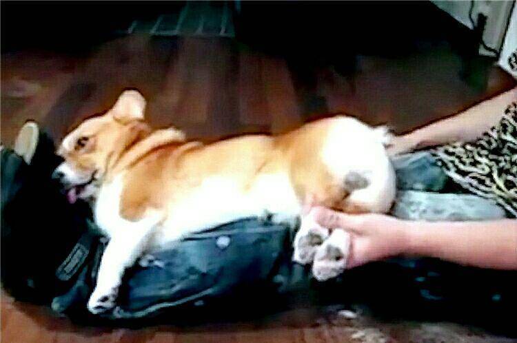 观点评论|睡着的柯基犬遭剪毛 醒来后发现异常 愤怒不已狂咬人