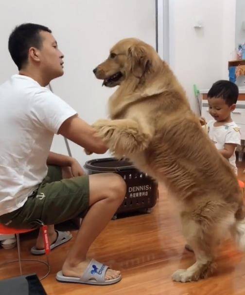 观点评论|眼看宝宝要被主人揍，金毛急中生智做了这件事，这智商我服