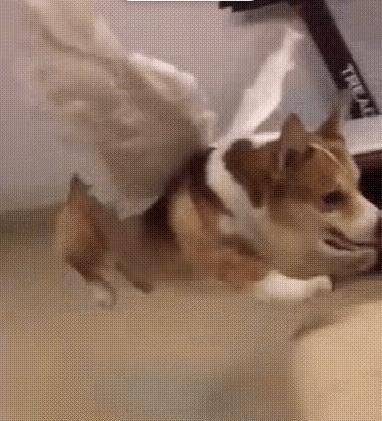 观点评论|网友家的柯基睡个觉太累，朋友给他推荐了一个狗用小翅膀，赞！