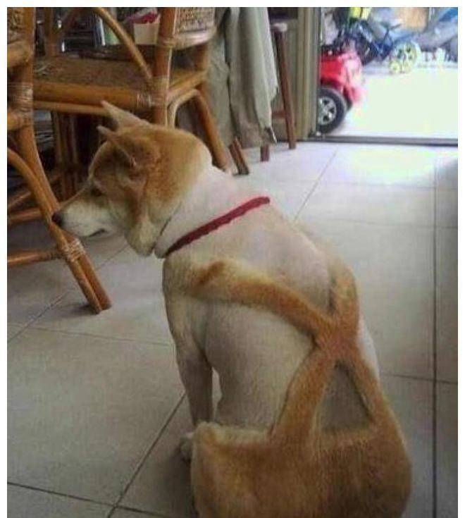 猫咪|主人把二哈剃成驴，把猫咪剃成“哥斯拉”，还给柴犬剃了个背带裤