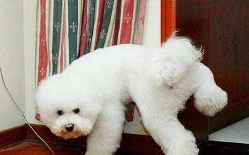 地方|训练小妙招：主人只要学会这几步，狗狗乖乖“定点大小便”！