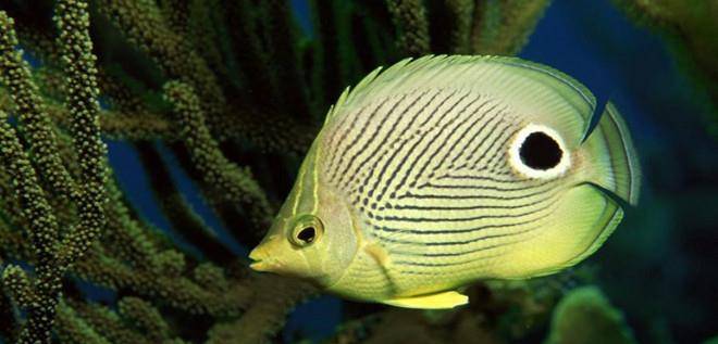 鱼多久能消化 a0586d708cc14a5588a3e53c118c9b65.jpeg