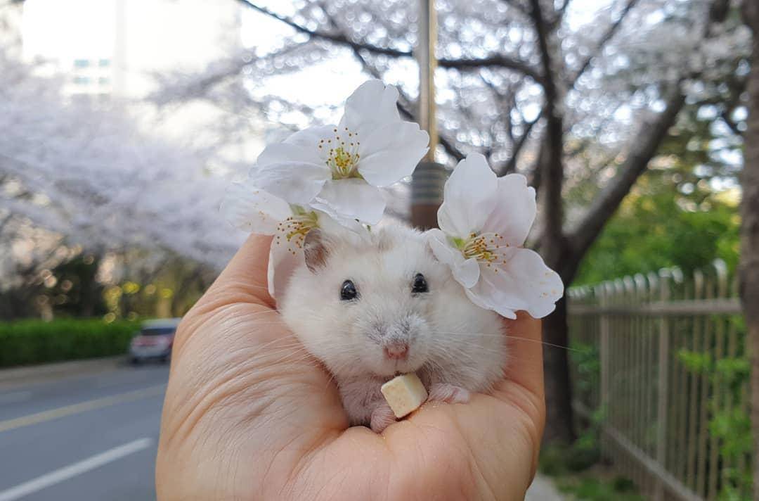 观点评论|一组樱花和仓鼠的合照,春天真好呀