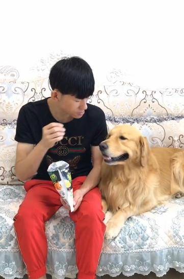 机灵鬼|主人吃零食渴了指使金毛去拿水，这货为了报复拿了桶20升的水来