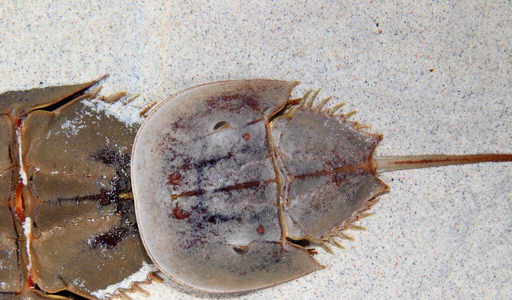 蓝色血液的鲎在中国多吗 e9aa505e8e084fc3ad176550ae836222.jpeg