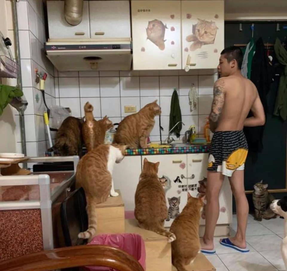 什么|主人究竟做了什么？竟让家里17只猫狗瞬间聚集来“讨债”