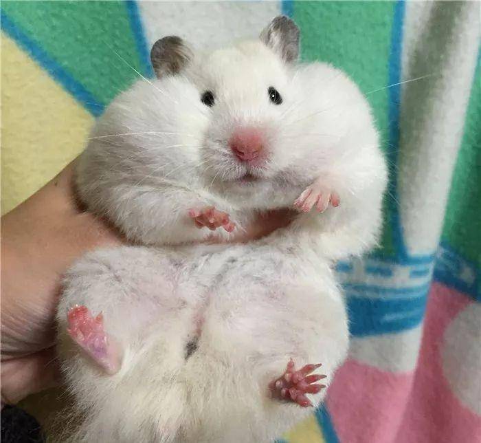 什么|日本网友晒“仓鼠”萌照圈粉，满屏圆滚滚，太可爱了